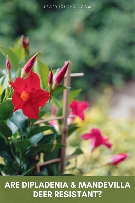 is dipladenia deer resistant|More.